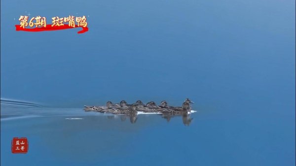 武汉世牛 湘江源羽鉴丨第6期 斑嘴鸭